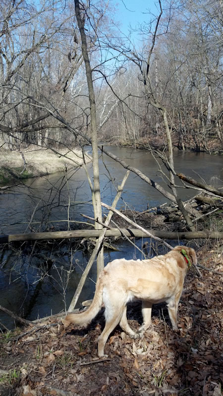 North Branch Clinton River and Lulu