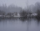 Winter Kenockee Michigan Geese on Pond
